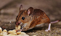 24 Hour & Emergency Exterminators in Dillon, SC